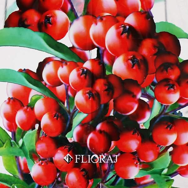 Зонт-трость женский Flioraj, Артикул: 121206 FJ фото №1